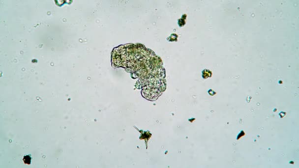 Leitão musgo minúsculo está movendo patas rapidamente tentando virar sob microscópio — Vídeo de Stock