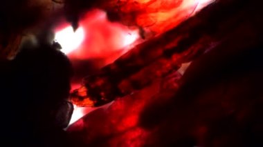 Mikroskopta biyolojik arka planda büyük kırmızı solucanlar var.