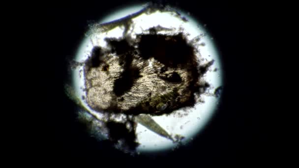 Un cadáver de ácaro en descomposición poblado por varios protozoos infusorios — Vídeos de Stock