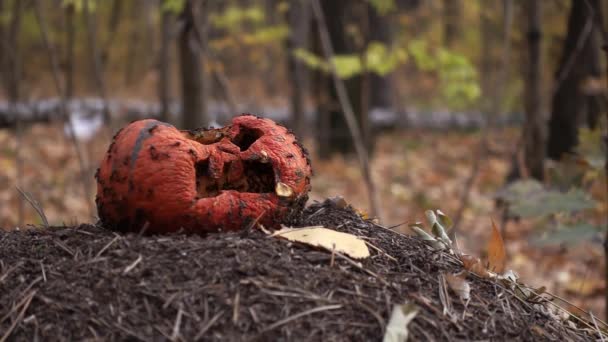 Gruppo di formiche strisciano all'interno della zucca di Halloween nella foresta autunnale — Video Stock