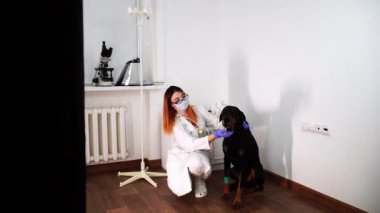 Kadın bir veteriner, siyah bir köpeğin yanında oturuyor ve onu hastane ofisinde okşuyor.