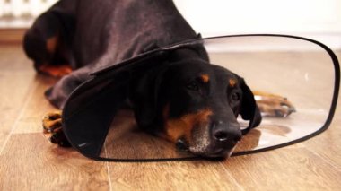 Tasma takan üzgün bir doberman yakın plan çekimde yerde yatıyor.