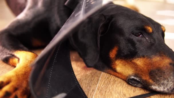 Close-up de câine doberman negru de rasă pură în e-guler de plastic, care se află pe podea — Videoclip de stoc