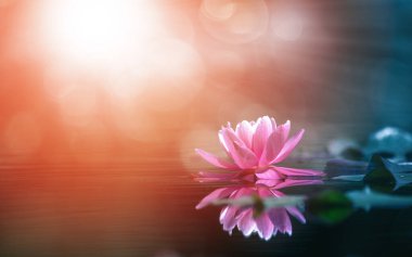 Nilüfer çiçeği ya da Suyun içindeki güneş ışığı ve güneş ışığı