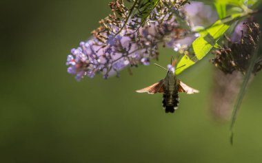 Kelebek çalısı (Buddleja davidii) ile beslenen sinekkuşu güvesi. Kalın alan derinliğine sahip bulanık arkaplan