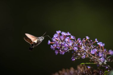 Kelebek çalısı (Buddleja davidii) ile beslenen sinekkuşu güvesi. Kalın alan derinliğine sahip bulanık arkaplan