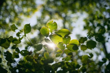 Ormanda güneşli bir günde yeşil yapraklar güneş ışınları ve parlayan merceklerle