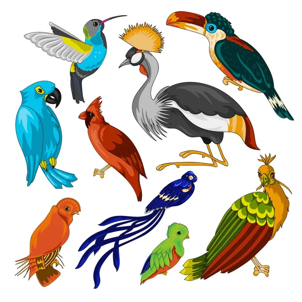 Big set of exotic birds — Stock Vector
