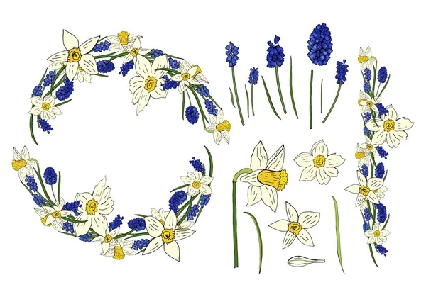 Spring collection with daffodil flowers and mouse hyacinth on the white background. Flower spring wreath