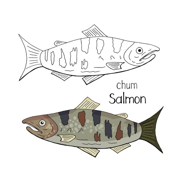 Hand drawn chum salmon black and white and color isolated on white background. Vector chum salmon