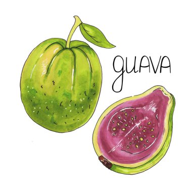 Elle çizilmiş guava beyaz zemin üzerine kroki alkol anne izole.