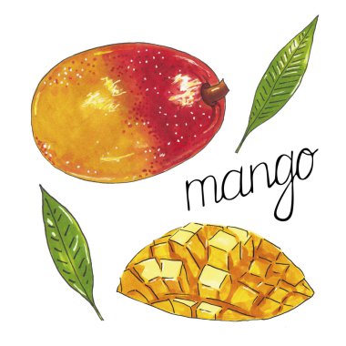 Elle çizilmiş mango beyaz zemin üzerine kroki alkol anne izole.