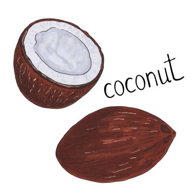 Beyaz arka plan, kroki alkol izole elle çizilmiş Hindistan cevizi 