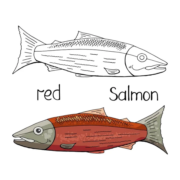 Vettore disegnato a mano salmone rosso in bianco e nero e il colore isolato — Vettoriale Stock