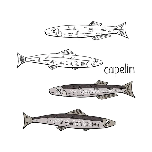 Pesce capelin disegnato a mano in bianco e nero e colore isolato su wh — Vettoriale Stock