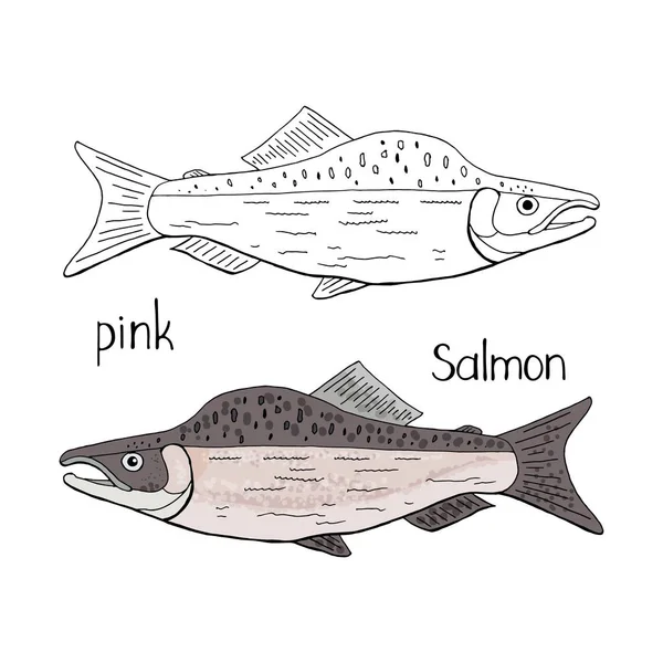 Pesce salmone rosa disegnato a mano bianco e nero e colore isolato — Vettoriale Stock