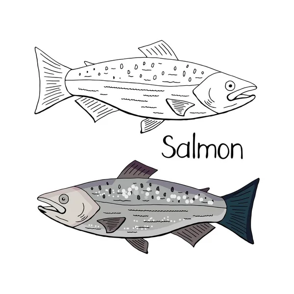 Pesce salmone disegnato a mano bianco e nero e colore isolato su wh — Vettoriale Stock