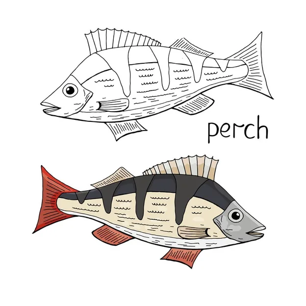 Ручной рисунок окуня рыбы черно-белый и цвет изолирован по whi — стоковый вектор