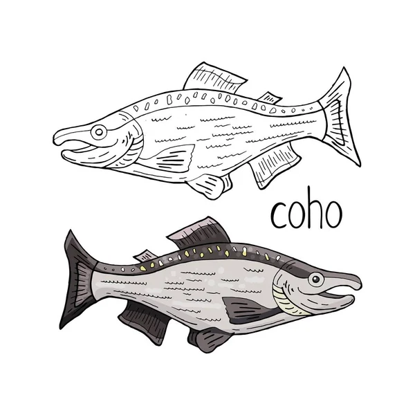 Черно-белая и цветная кохо-рыба, нарисованная вручную — стоковый вектор