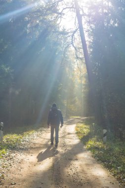 güneşli bir ormanda yürüyen bir adam
