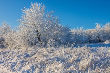 Kar ağaçlarıyla kaplı kış manzara