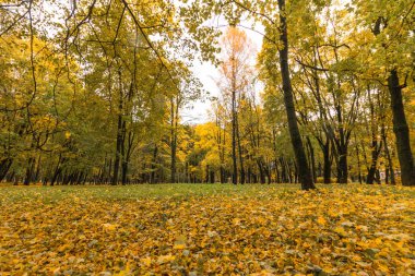 Parktaki sarı sonbahar ağaçları