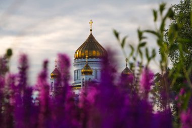 İsa Katedrali kurtarıcı arasında lupines, Moskova, Rusya Federasyonu