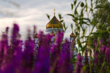 İsa Katedrali kurtarıcı arasında lupines, Moskova, Rusya Federasyonu
