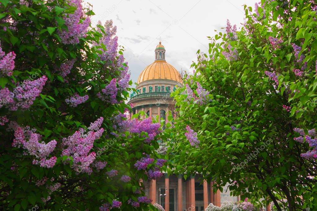 View of St. Isaac`s Cathedral in early spring in lilac, spring time