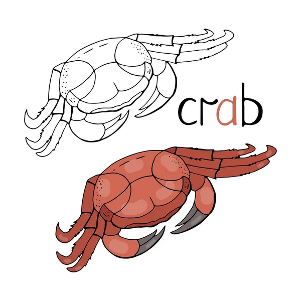 Vector hand dras krabba svart och vitt och färg isolerad på vit bakgrund. Krabba — Stock vektor