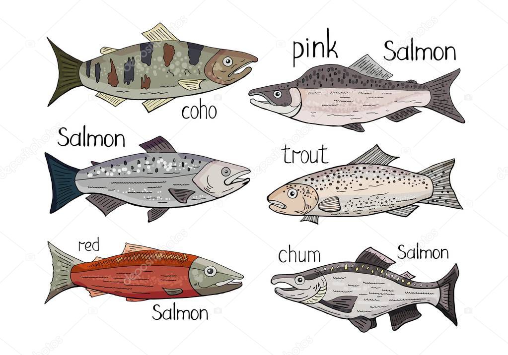 Set of different salmon fish isolated on white background. 