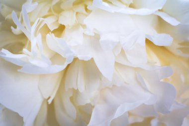 Beyaz ahşap masada güzel beyaz şakayık