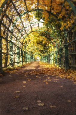 Peterhof, Leningrad bölgesinde altın sonbahar. Parkta Sonbahar sokak.