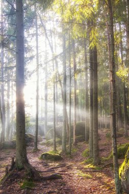 Gün doğumunda güzel sonbahar ormanı. Sonbahar güneşi ışınlarında orman.