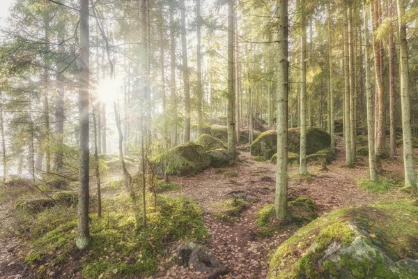 Schöner Herbstwald bei Sonnenaufgang. Wald in den Strahlen der Herbstsonne. — Stockfoto