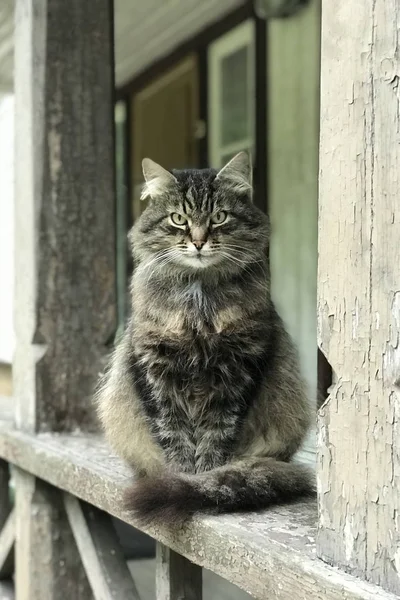 美しい猫が窓に座っている。ロシアの州、村。怒っている猫. — ストック写真