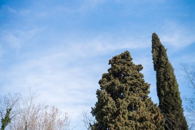 Erken ilkbaharda ağaçlar. Çiçek açması