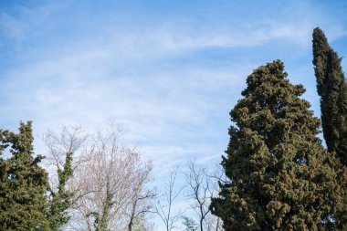 Erken ilkbaharda ağaçlar. Çiçek açması