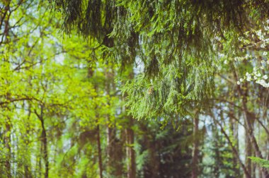 Erken ilkbaharda ağaçlar. Çiçek açması