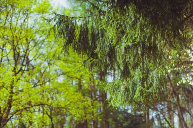Erken ilkbaharda ağaçlar. Çiçek açması
