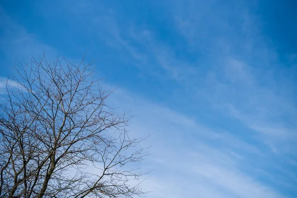 Early Spring Trees Blossoming — Stock Photo, Image