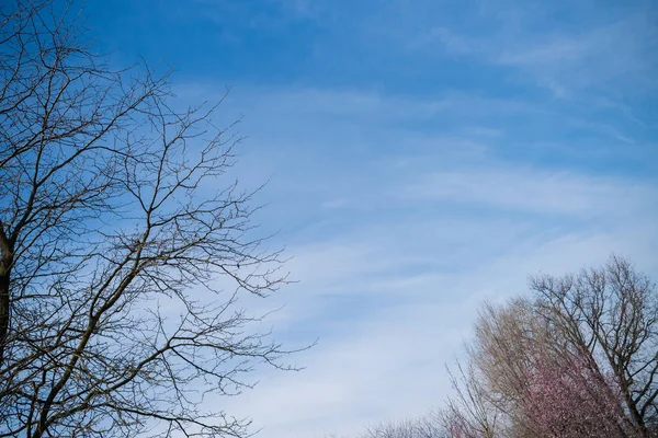 Early Spring Trees Blossoming — Stock Photo, Image