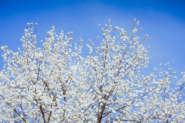 Early Spring Trees Blossoming — Stock Photo, Image