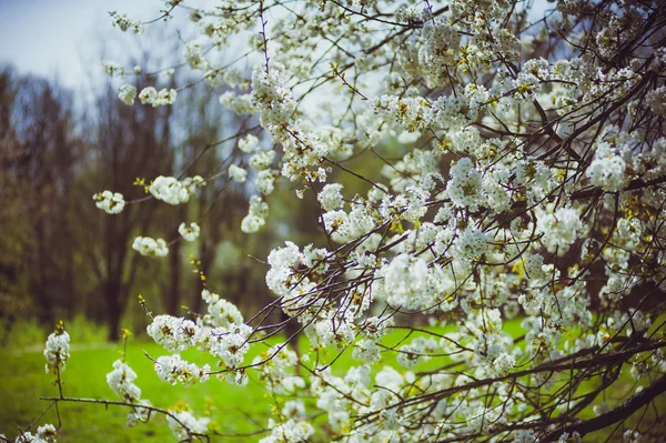 Vroege Voorjaar Bomen Bloei — Stockfoto