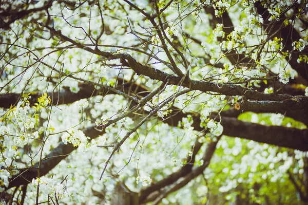 Frühjahrsbäume Aufblühen — Stockfoto