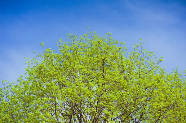 Wczesną Wiosną Drzewa Kwitnąca — Zdjęcie stockowe