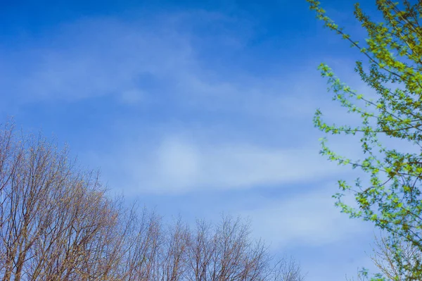 Early Spring Trees Blossoming — Stock Photo, Image