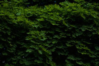 Erken ilkbaharda ağaçlar. Çiçek açması