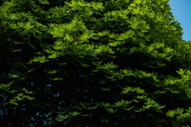 Erken ilkbaharda ağaçlar. Çiçek açması