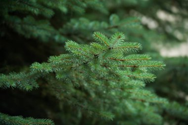 Arka planda güzel çam ağaçları yüksek dağlarda. 
